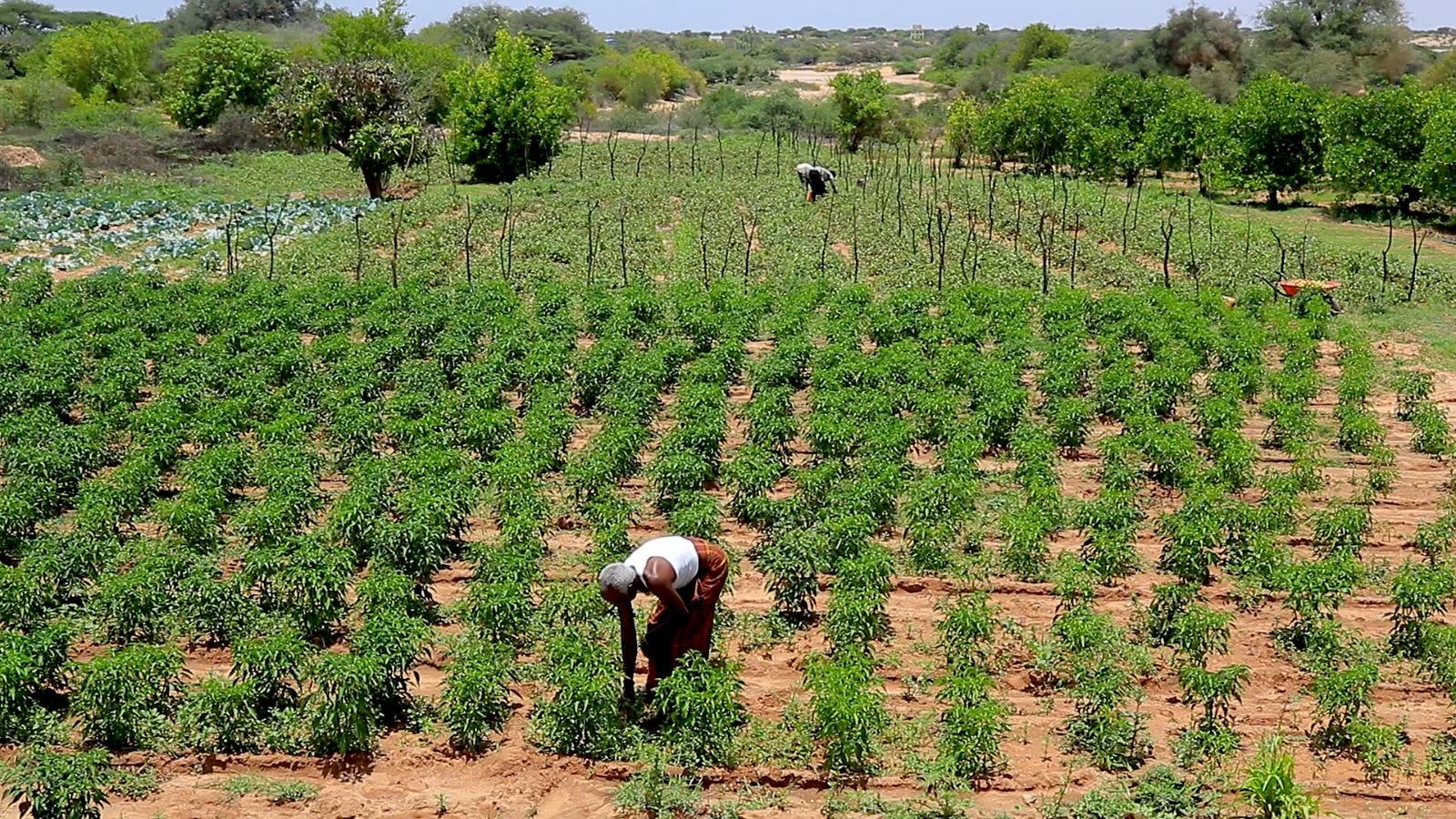 Wasaaradda Horumarinta Beeraha Somaliland