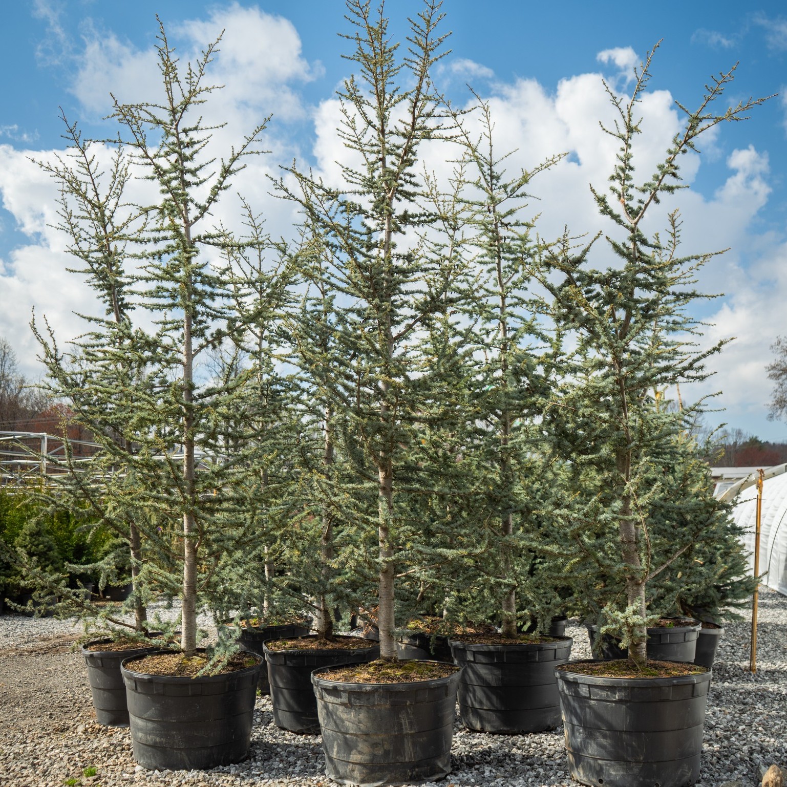 Settlemyre - Our massive 45-gallon Blue Atlas Cedar trees are known to ...