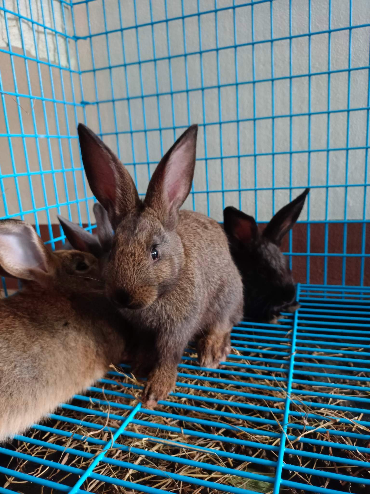 St_Rabbit | Surin
