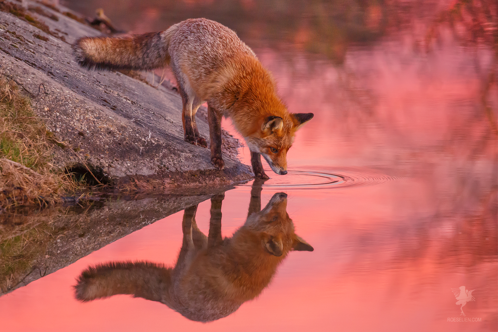 Roeselien Raimond Photography