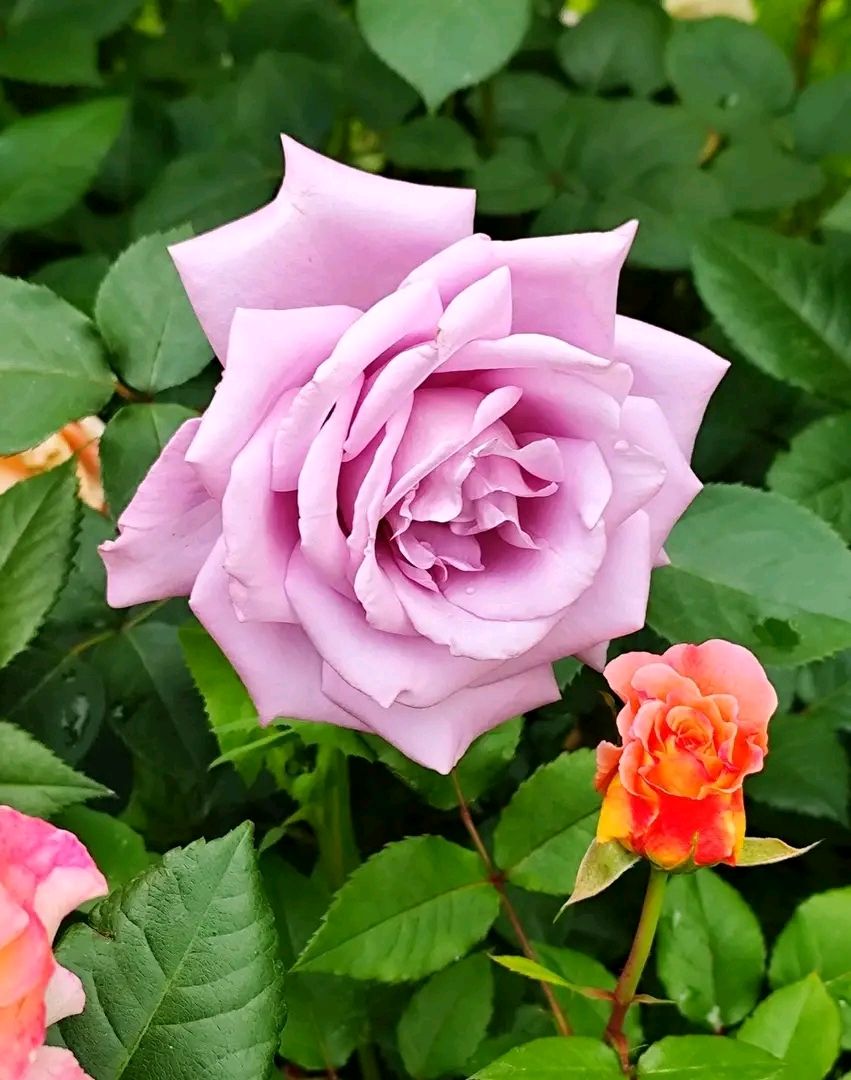 ЦВЕТЫ | FLOWER'S