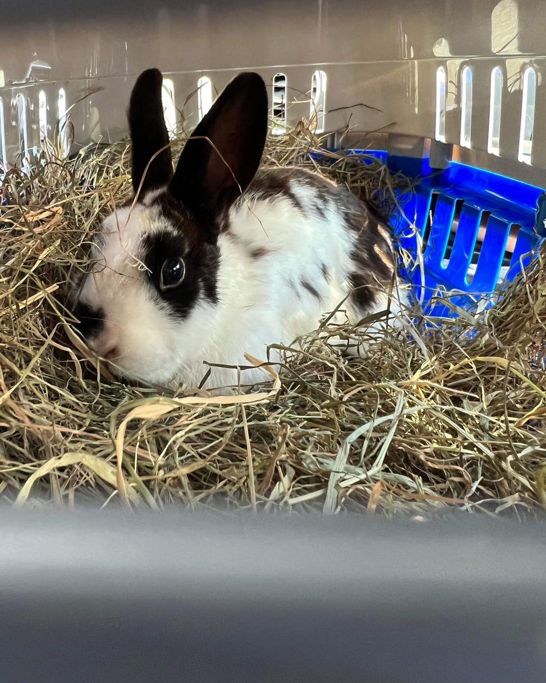 🐰🐰 BUNNY RESCUE... - Bristol Rabbit Rescue And Friends