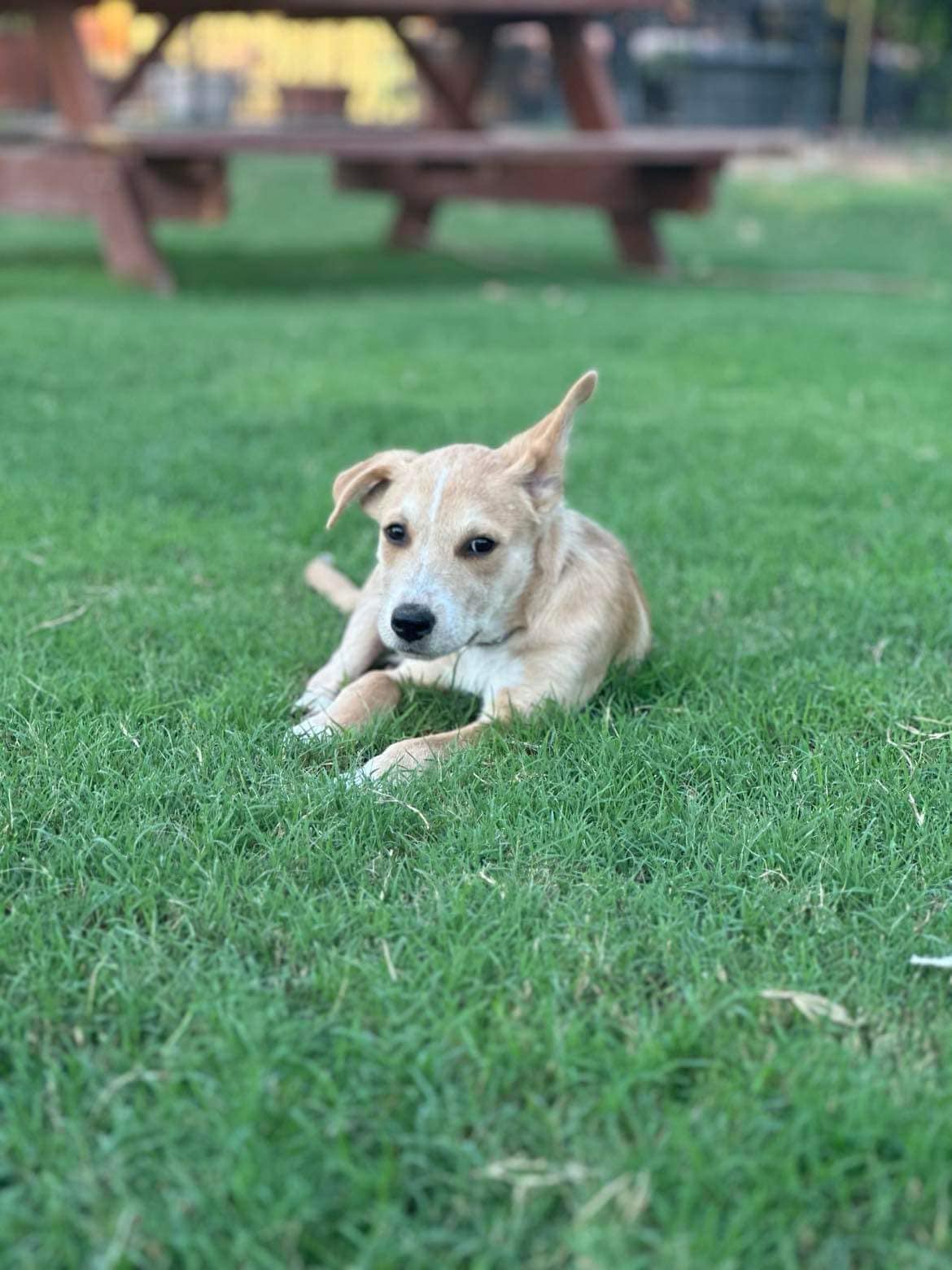 ADOPTED! Rookie He’s taking a bit... - Better Chance Rescue