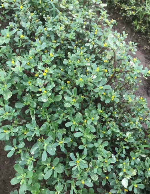 Phận Con Gái - Cây rau sam loại cây khiến sán cho khiếp sợ... | Facebook