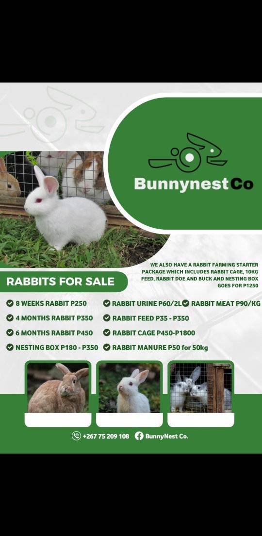 BunnyNest Co.
