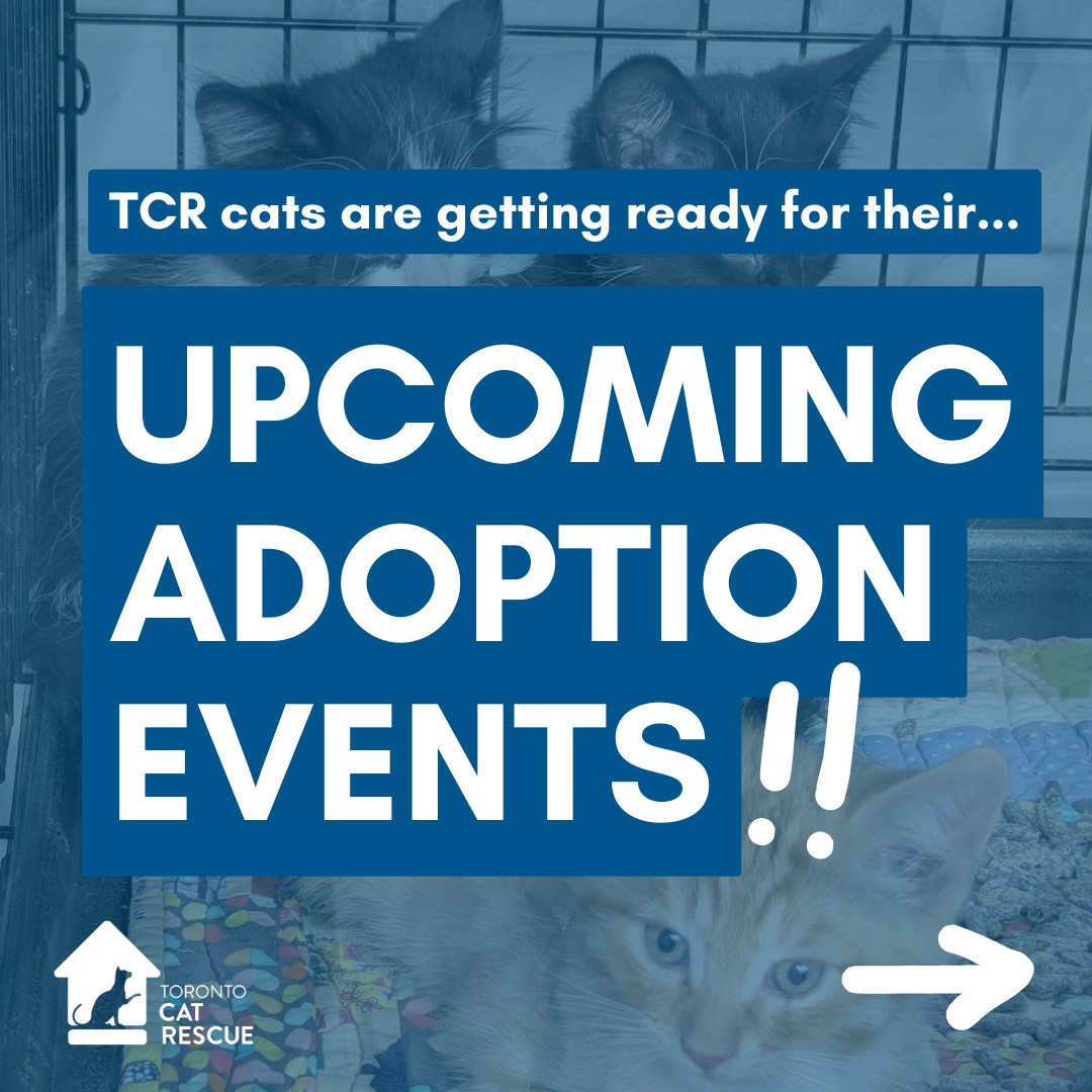 Toronto Cat Rescue | Toronto ON