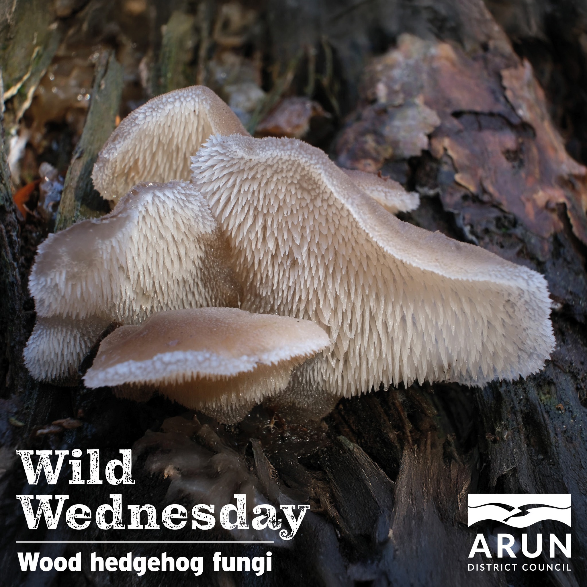 Arun - The wood hedgehog fungi, scientific name Hydnum repandum, is a ...