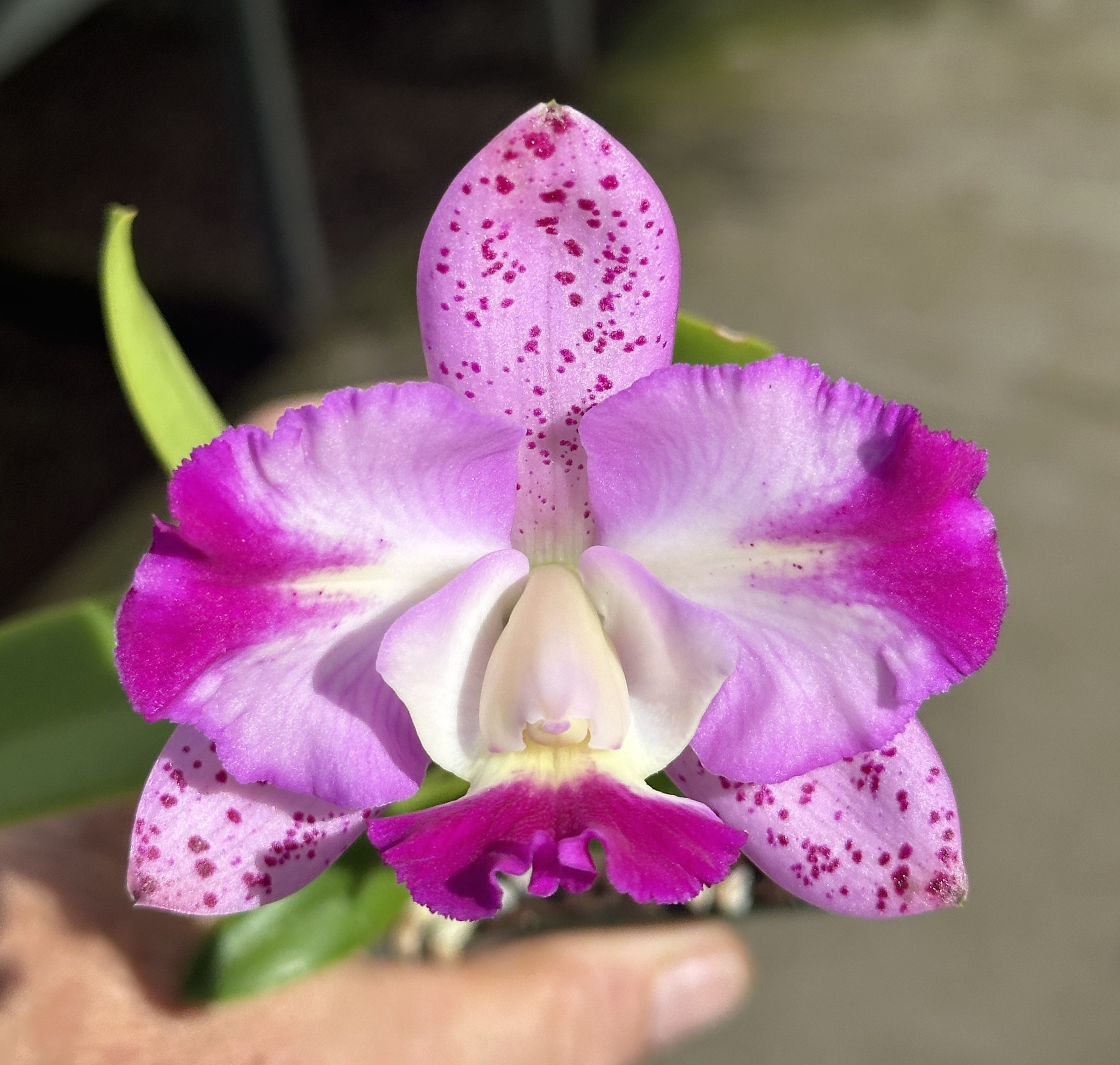 Slc. Katherine Clarkson x Lc.... - Sunset Valley Orchids | Facebook