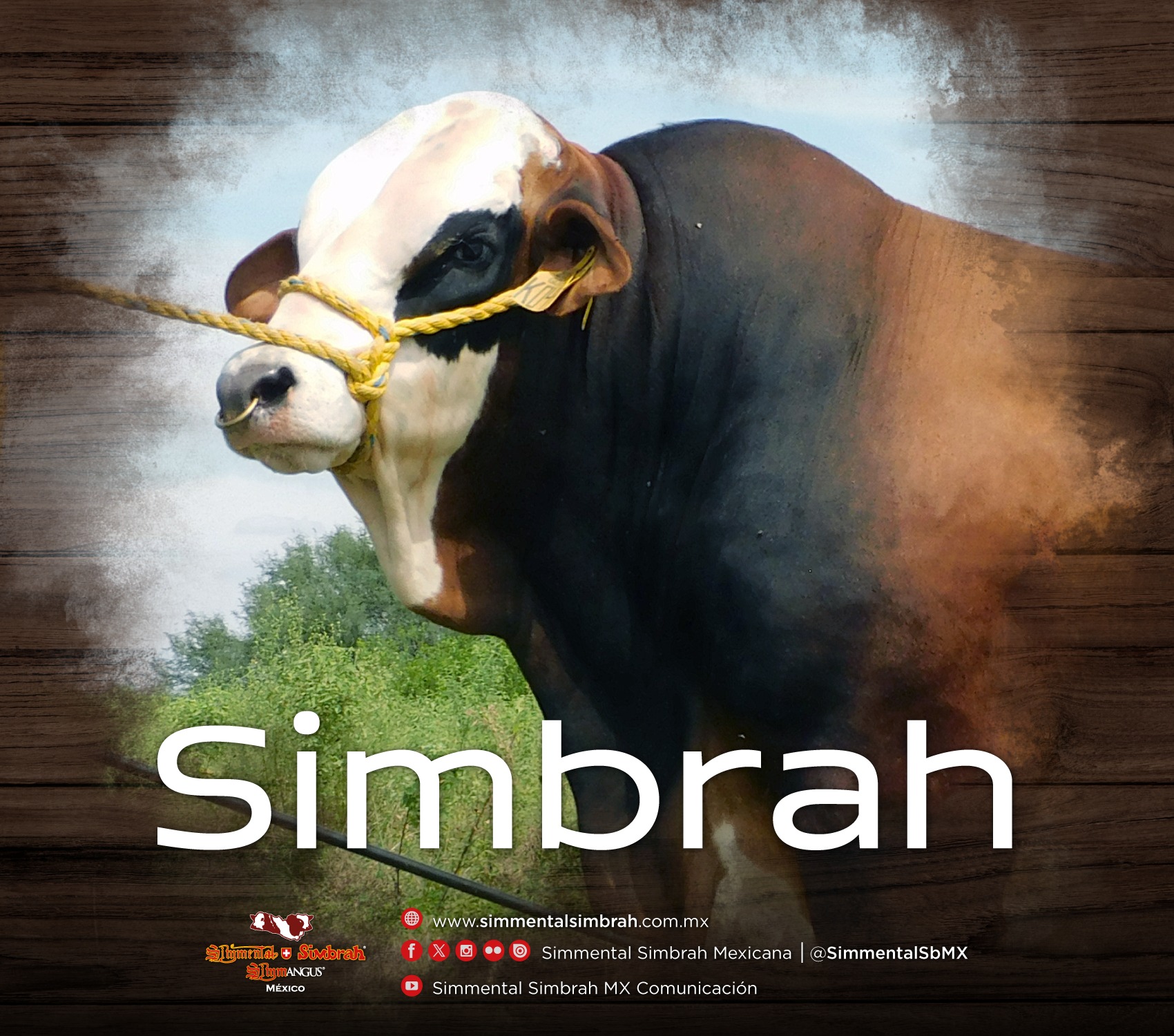 Simmental Simbrah Mexicana - El Simmental es una raza bovina que ...