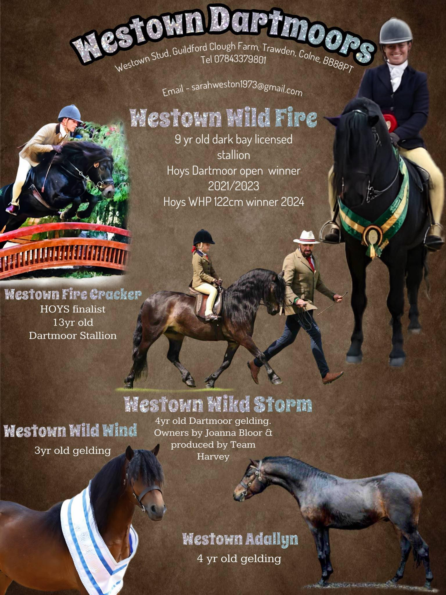 Shilston... - Shilstone Rocks Dartmoor Pony Stud - New Zealand
