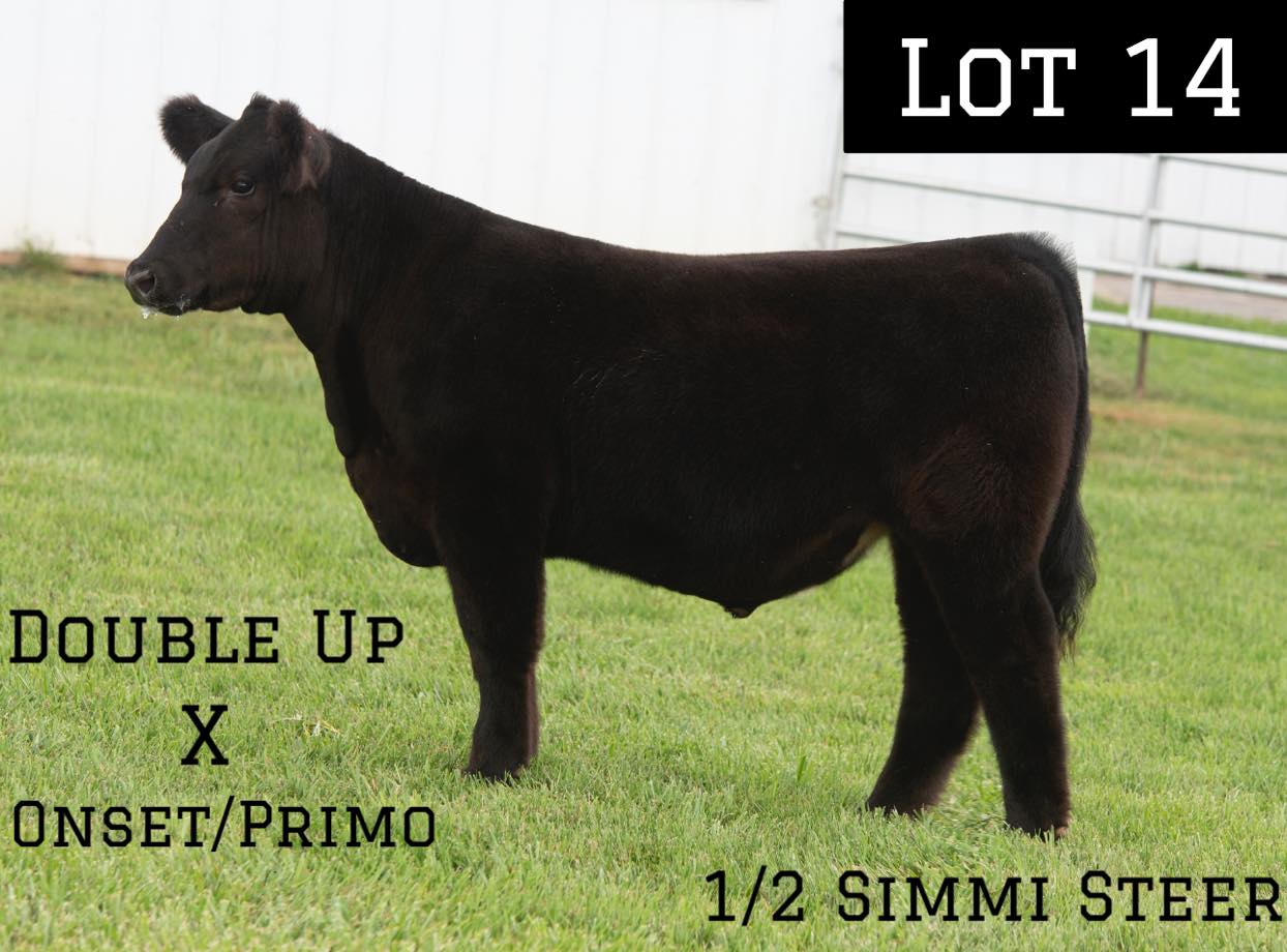 Butler Farms Show Cattle | Inwood WV