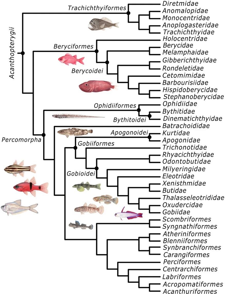 Fish - Thacker, C.E., Near, T.J. Phylogeny, biology, and evolution of ...