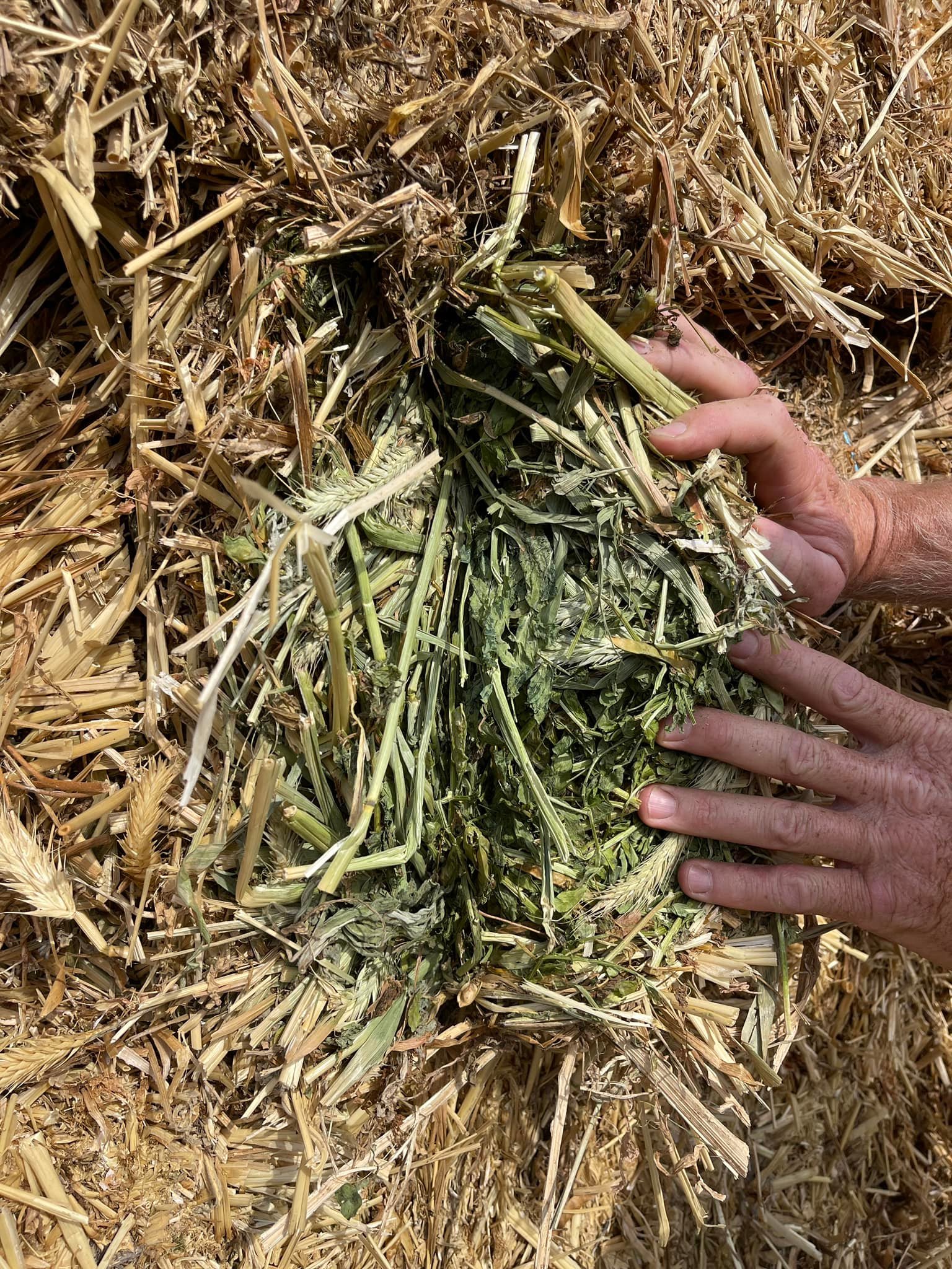 Farm Girl LLC - Hay Sales | Middletown CA