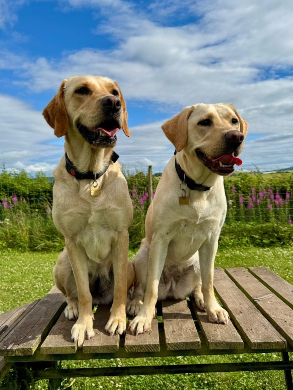 Guide Dogs Scotland | Forfar