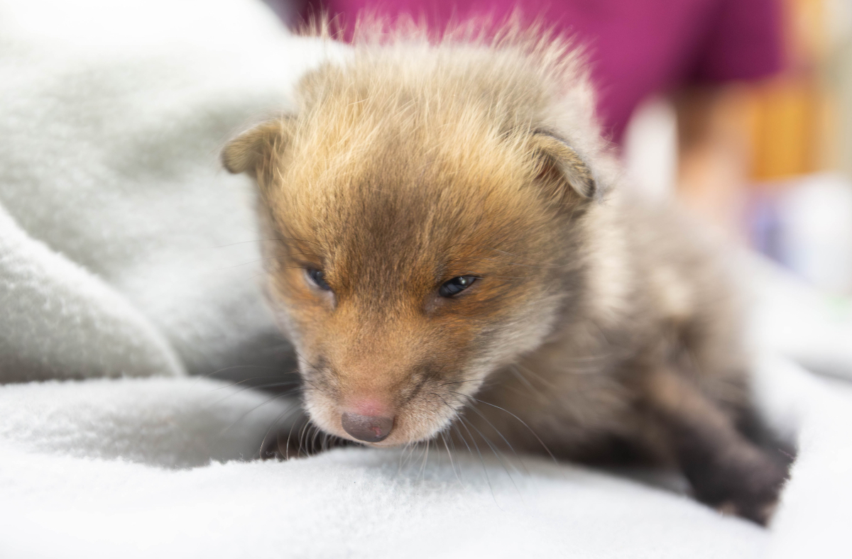 Wildlife - …And the fox cubs keep on coming! Little 'Tango' was ...