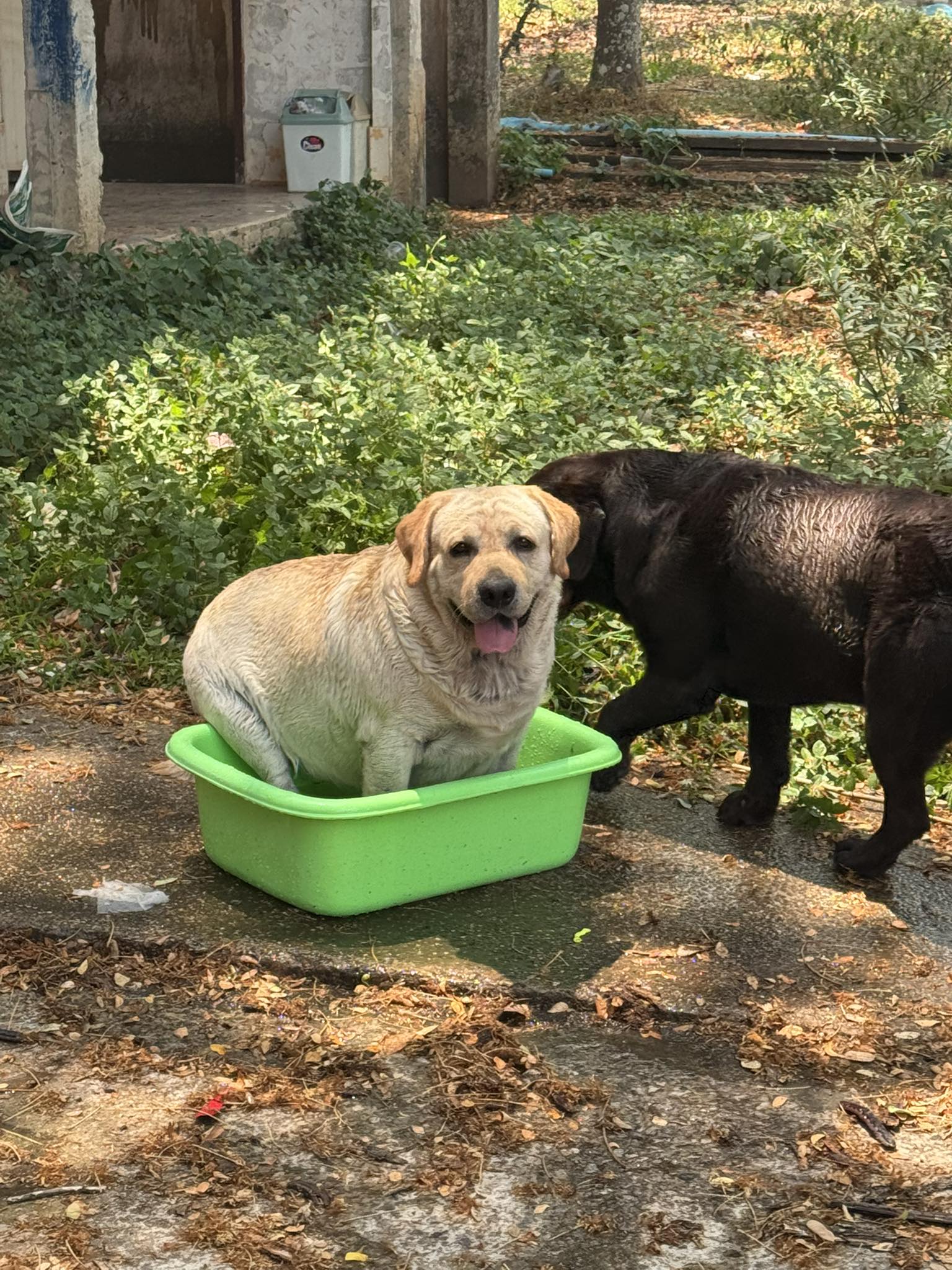 Dobby Bambii labrador