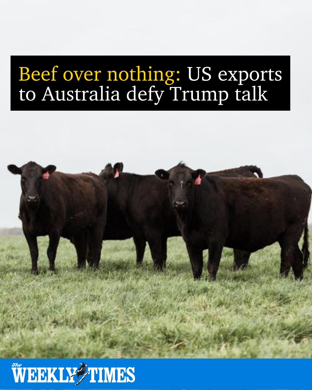 The Weekly - 🥩 The US has sent just 263 tonnes of beef to Australia at ...