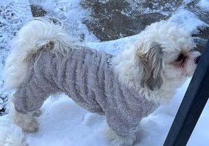 Lost Dogs Minnesota - Reunited! We are happy to report we have ...