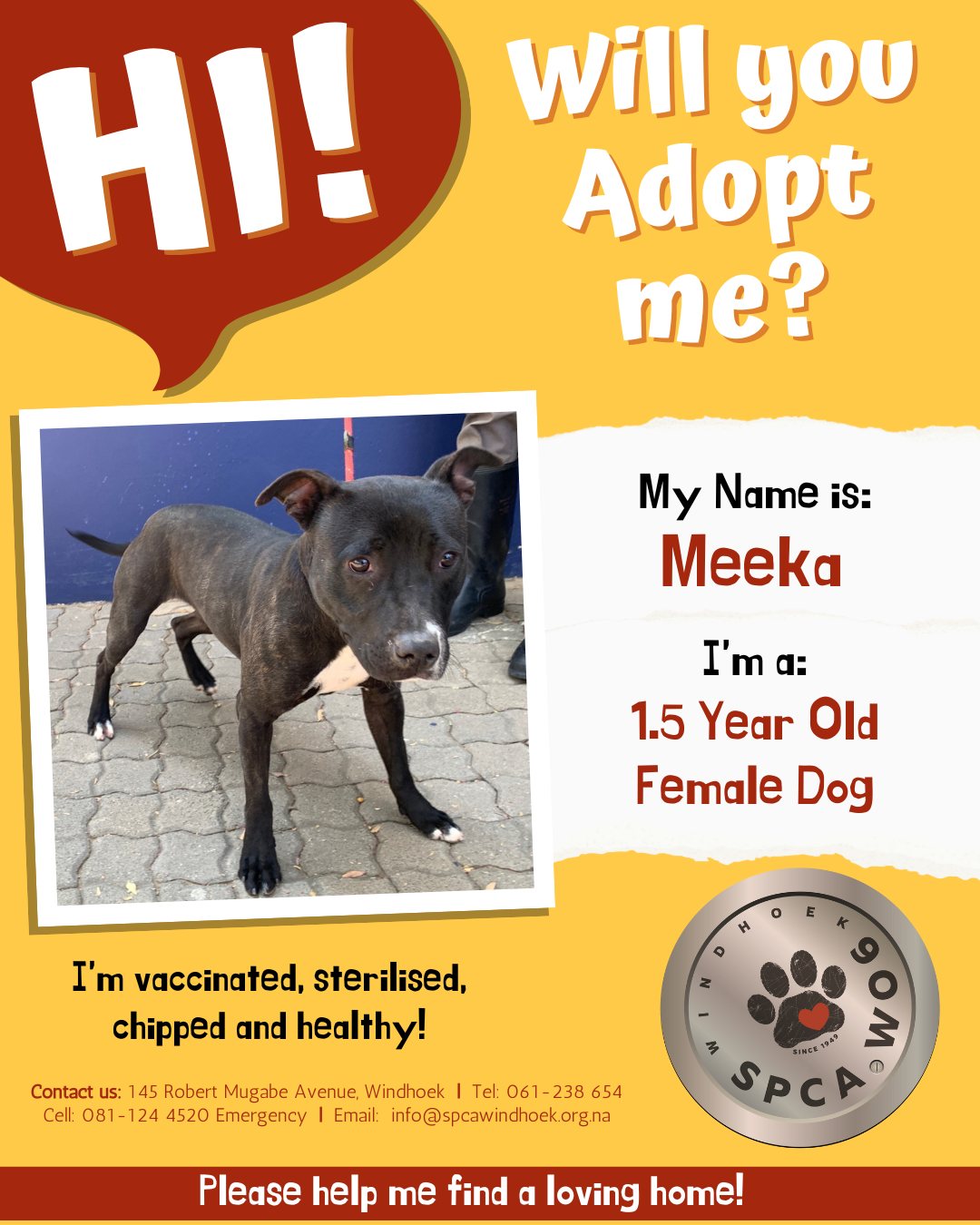 How Old Do You Have to Be Adopt a Dog: Age Requirements Explained