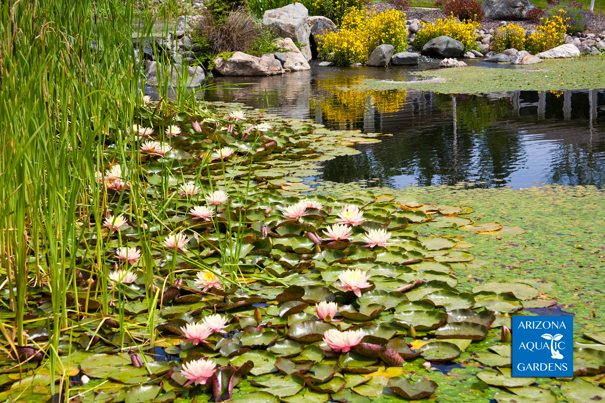 Arizona Aquatic Gardens: Fish Shrimp Snails Plants for Aquariums ...