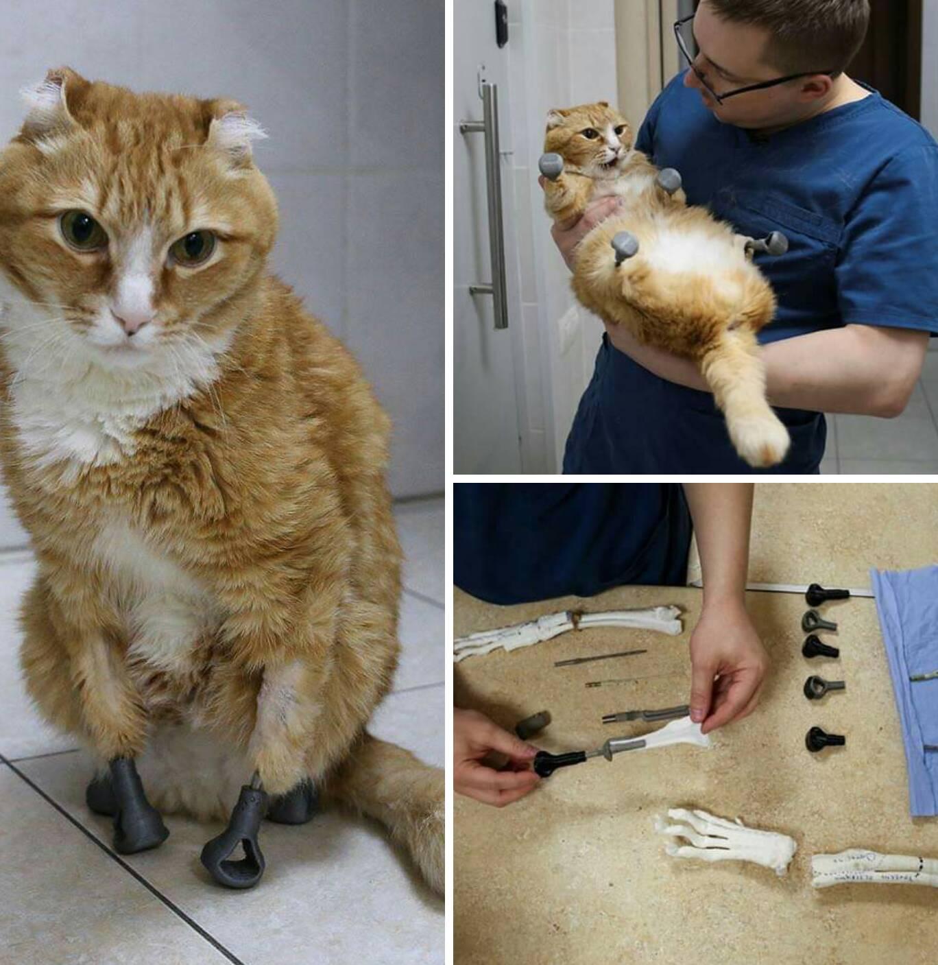 A Siberian cat who lost all four paws to extreme cold learned to