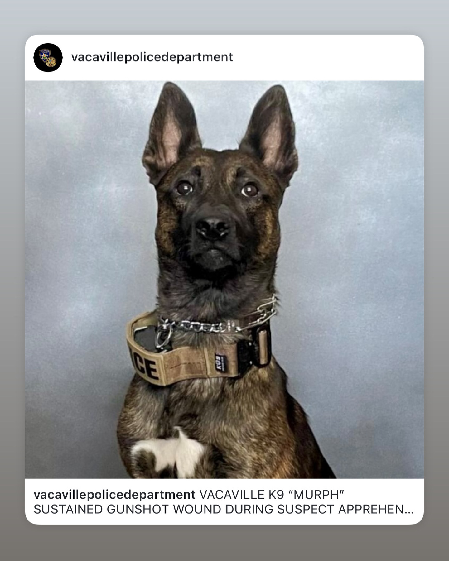 Vacaville - @vacavillepolicedepartment. K9 Murph is an example to Law ...
