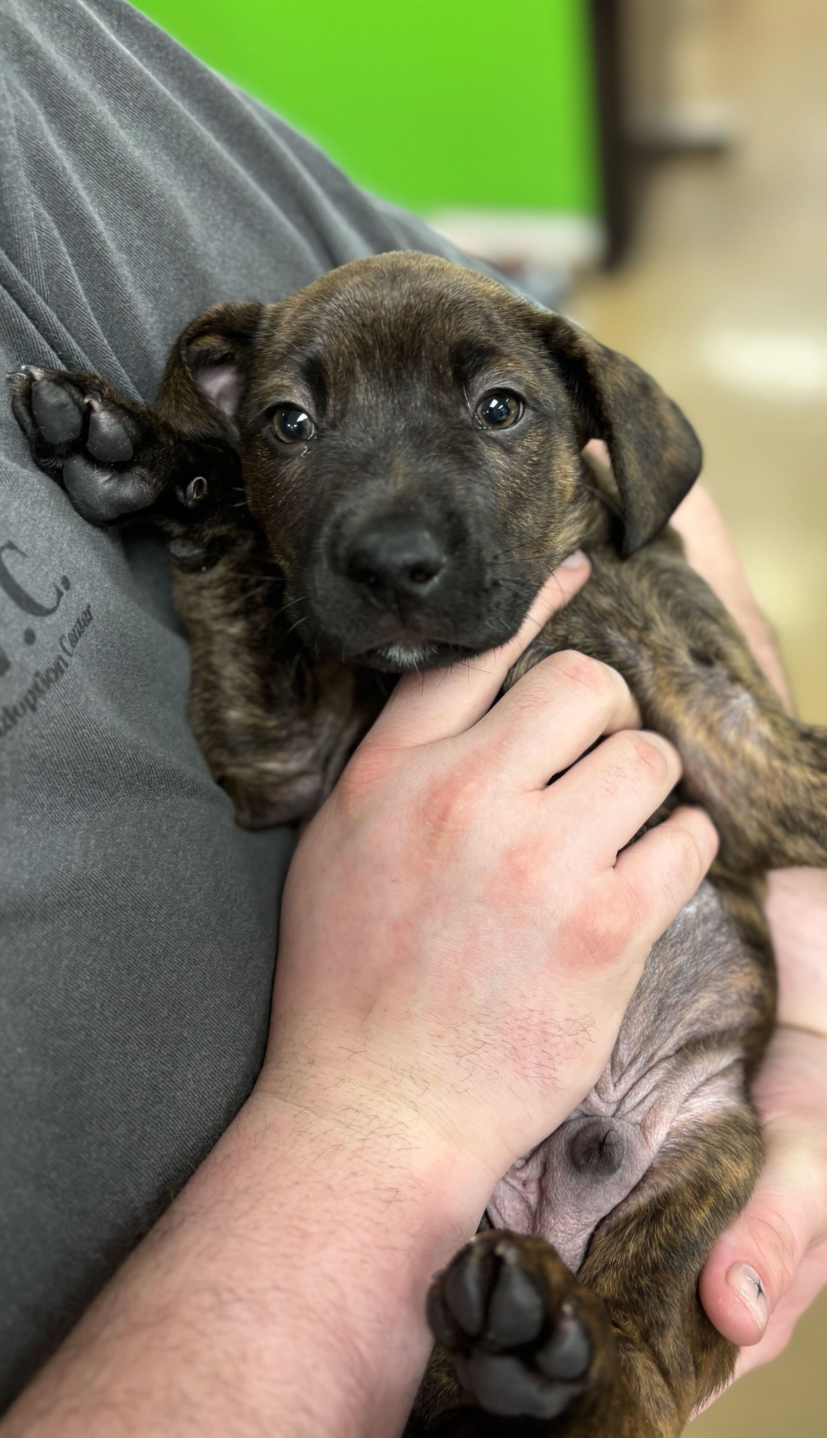 Humane - ADOPTED Shane Male Boxer Mix 3-month-old | Facebook