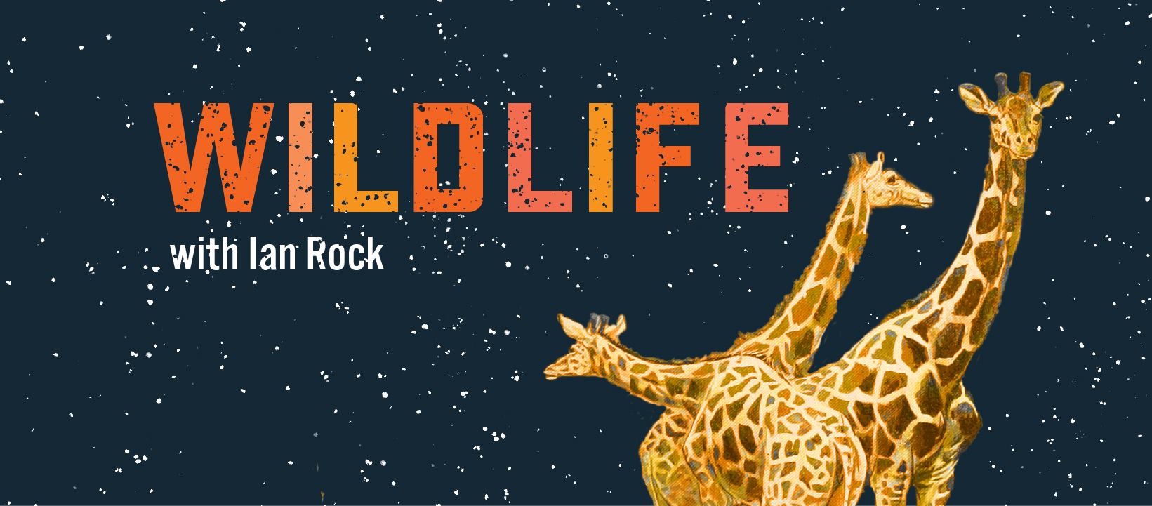 Wildlife with Ian Rock updated... - Wildlife with Ian Rock