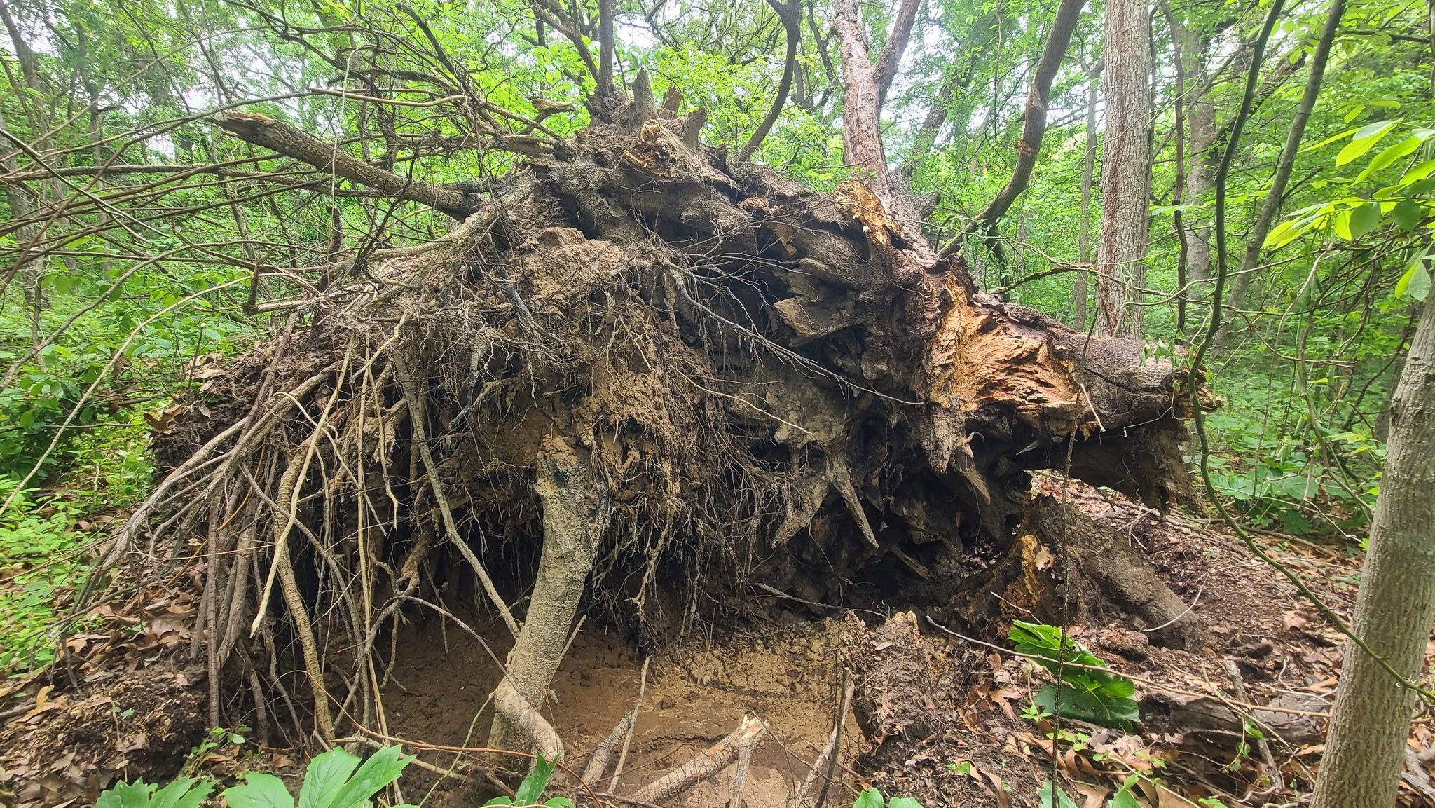 🌳 An Oak Tree Has Fallen 🌳 A... - Ray Harral Nature Center | Facebook
