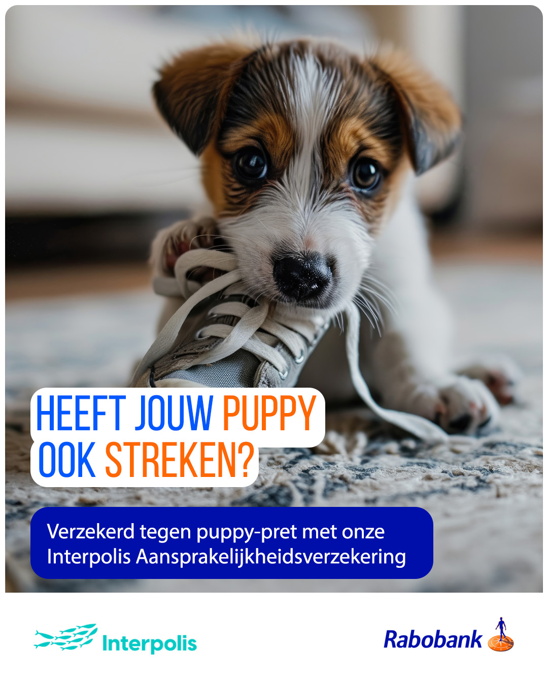 Rabobank - Puppy in huis? Geen zorgen! 🐶 Je nieuwe... | Facebook