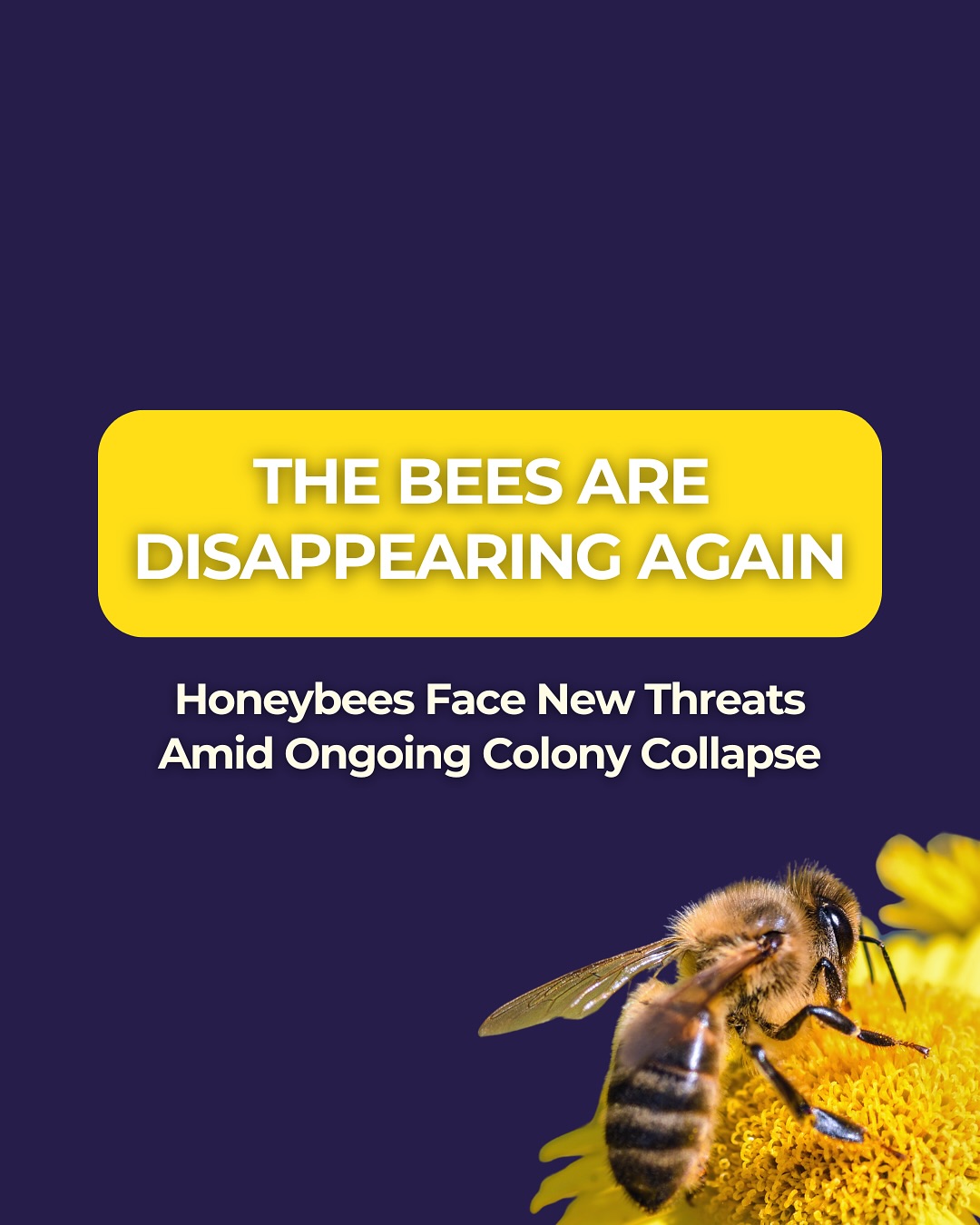The Bees Are Disappearing Again 🐝... - Center for Food Safety | Facebook