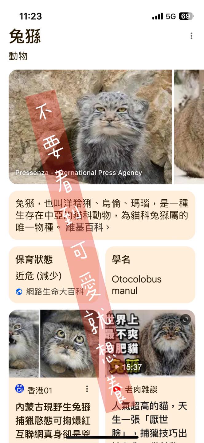 魏啥麻寵物文創 - 開店日常～各種莫名奇妙的電話 常接到有沒有賣兔子和天竺鼠就算了 剛剛還接到有沒有賣 兔猻 的？？？ 是因為搜尋到我們這邊有 ...