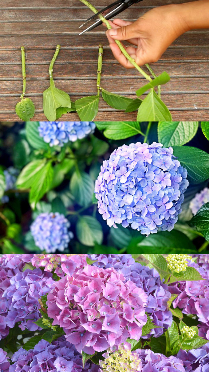 A piece of rainbow - Turn ONE Hydrangea into MANY! SO easy to multiply ...
