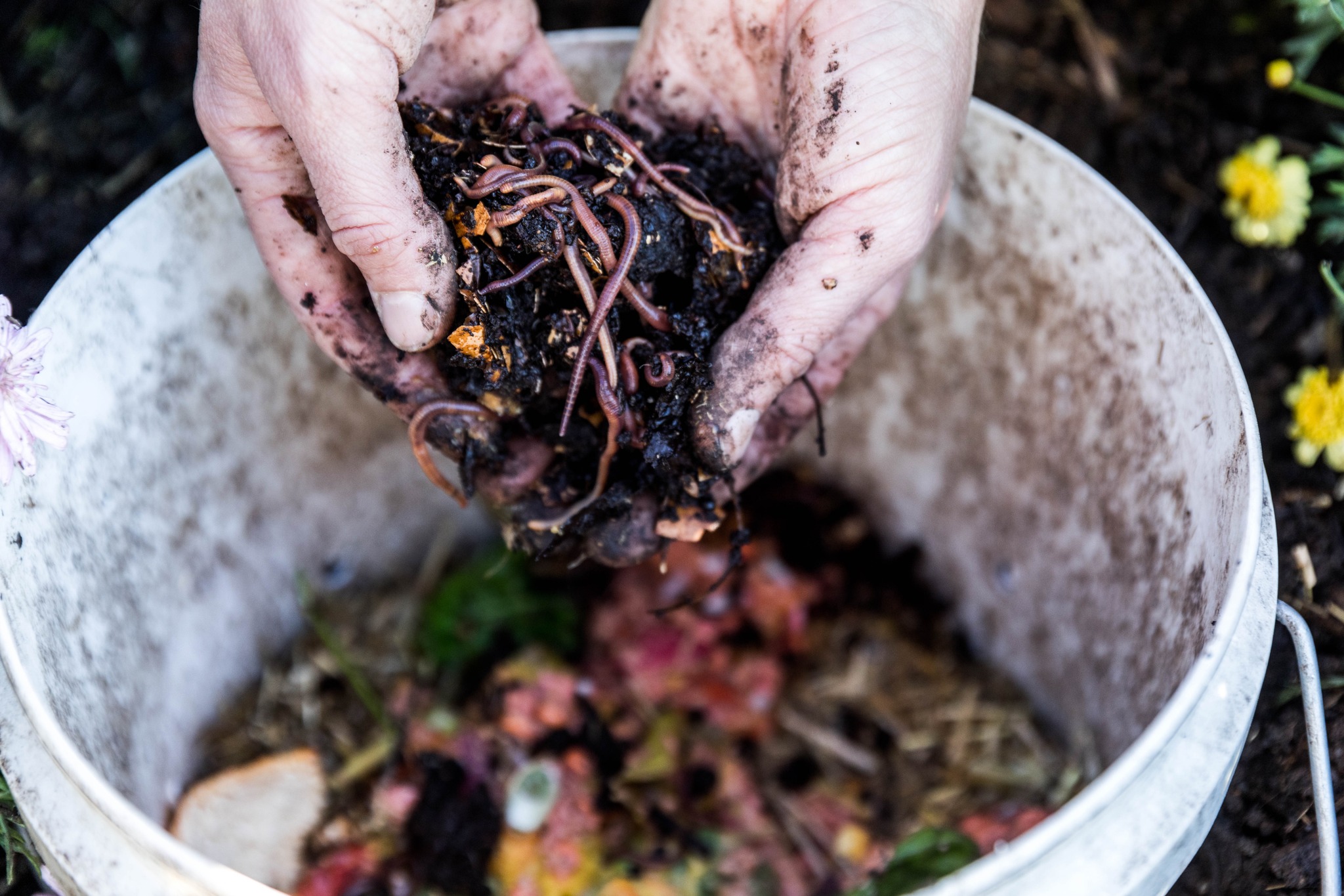 Fair Food System Foraging