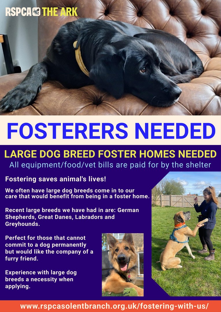 RSPCA - Fostering saves animal's lives! We often have large dog breeds ...