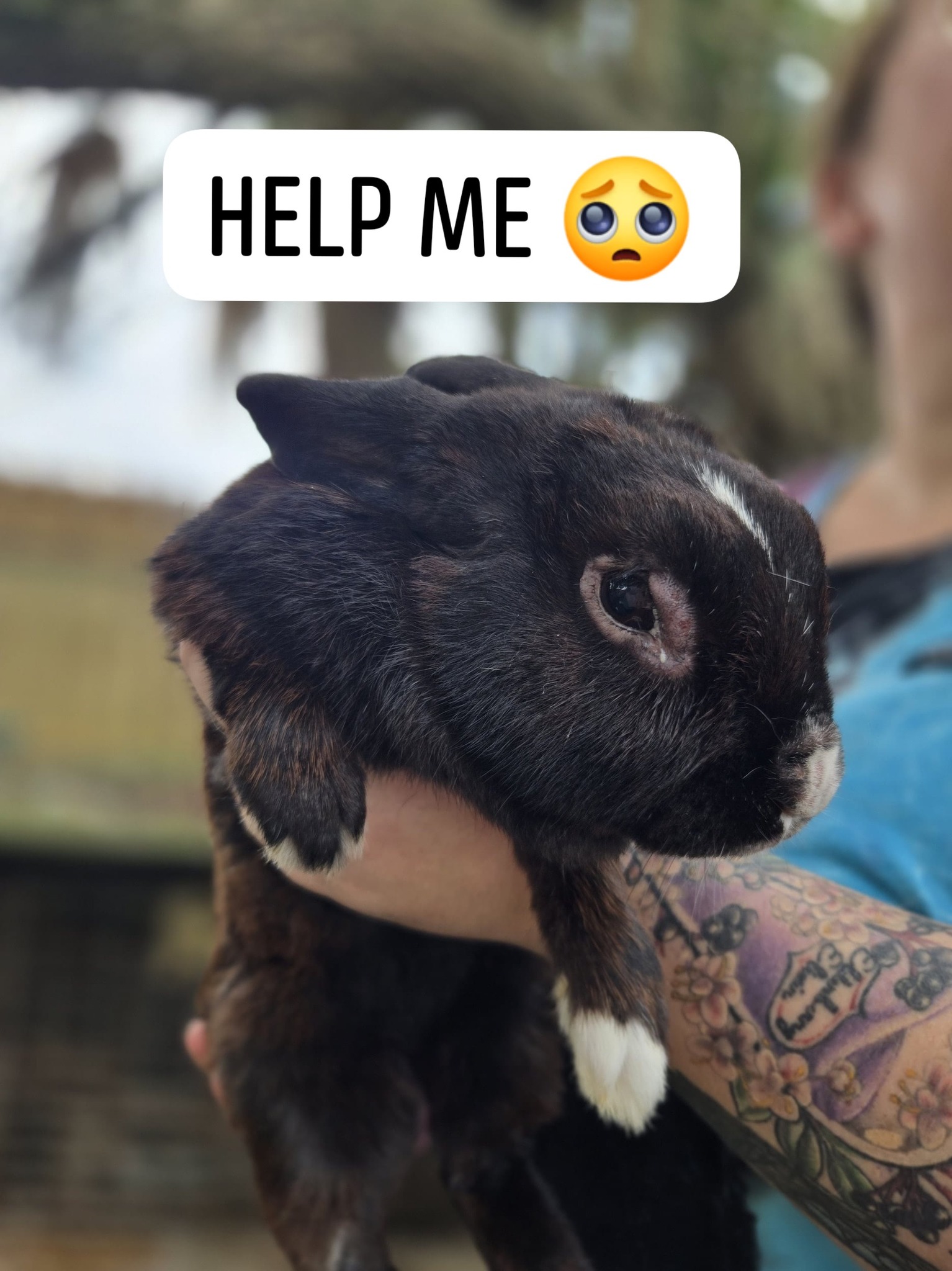 IMMEDIATE HELP NEEDED 🚨🚑🚨 9 needing... - Space Coast Bunnies | Facebook