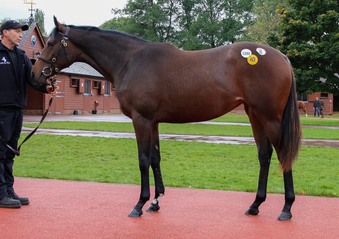 FOR SALE!!! Wonderful filly by... - James Ferguson Racing | Facebook