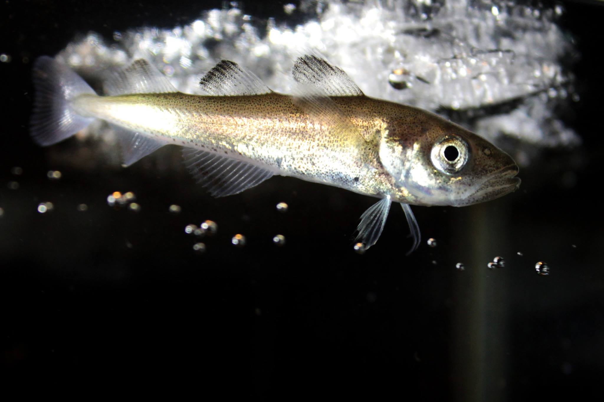 How much polar cod does live under the Arctic sea ice? AWI biologists ...