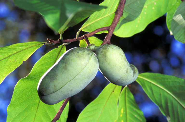 Fall Native Plant & Umstead Merch Sale