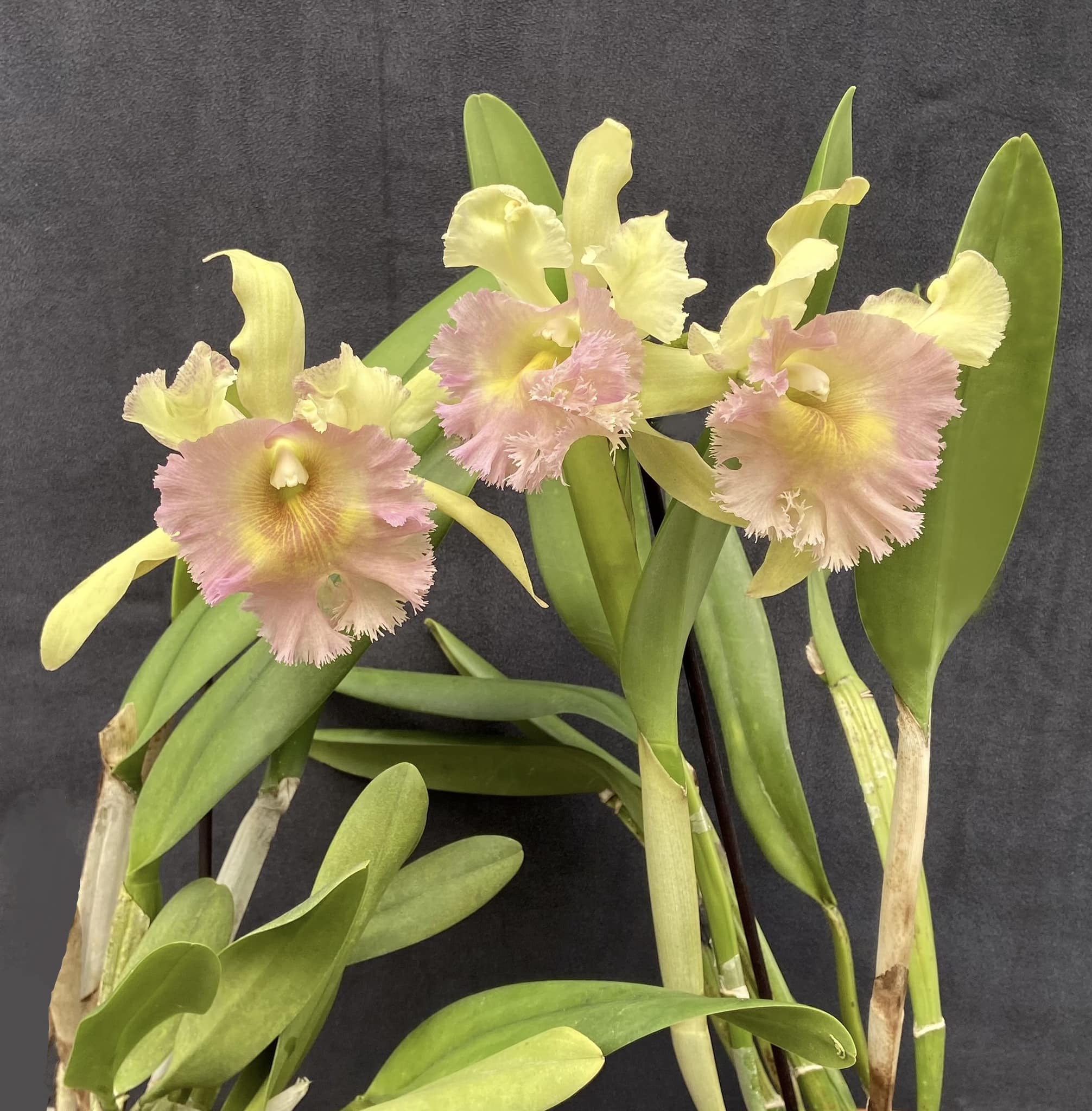 Original Bc Mrs. J. Leemann 'Low' Orchid from 1902