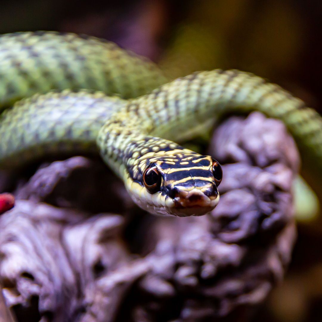Animal - The ornate flying snake is a fascinating species found in ...