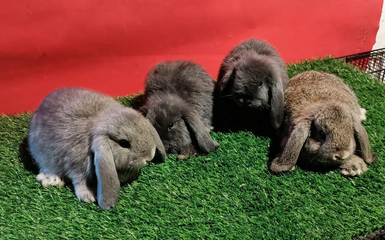 Malik Rabbits Farm