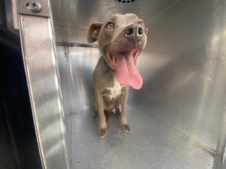 A5133482 REESE GRAY/WHITE AM PIT BULL TER NHO PRIORTY: Behavior ...