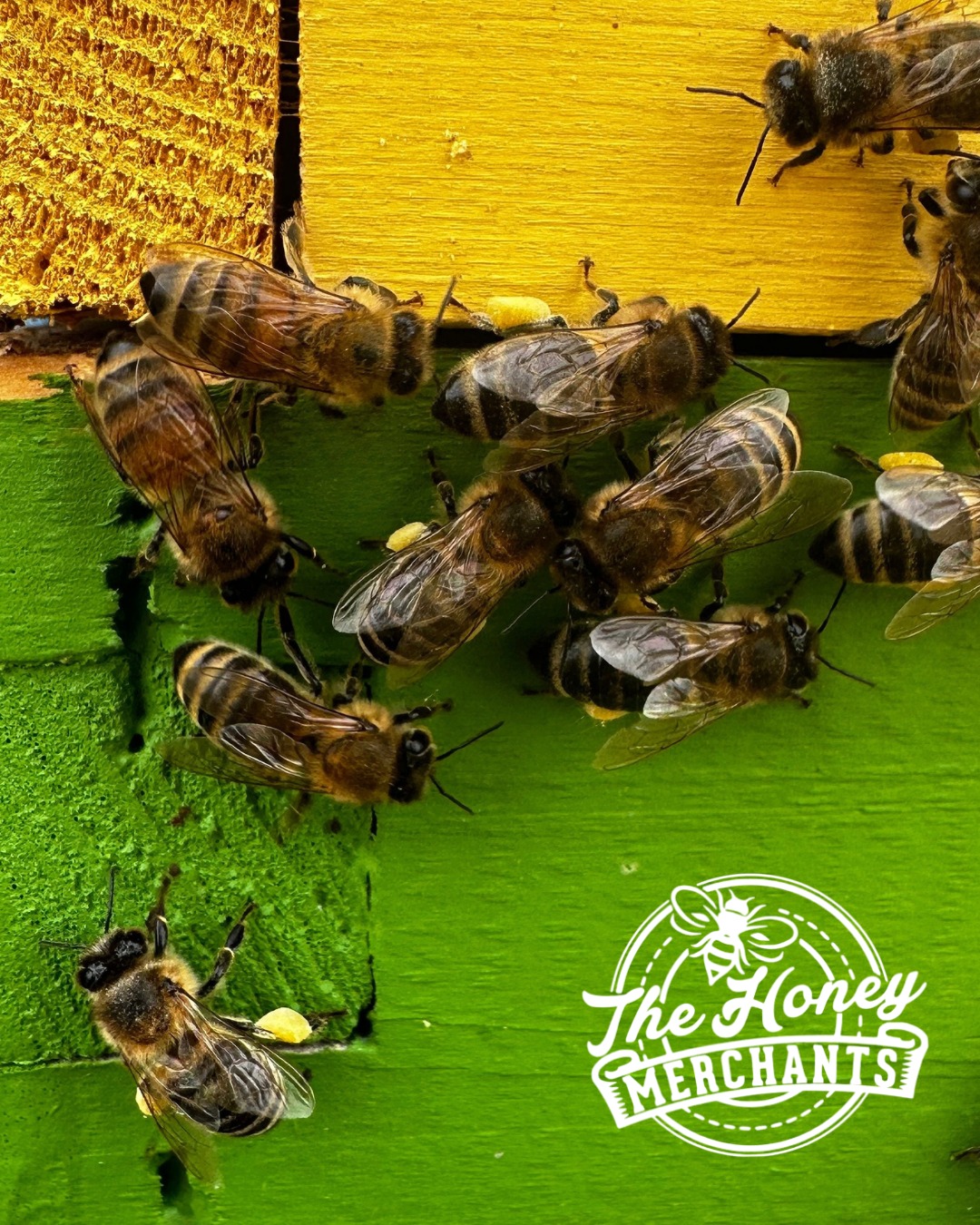 🐝 What’s the Buzz About Bee Pollen?... - The Honey Merchants | Facebook