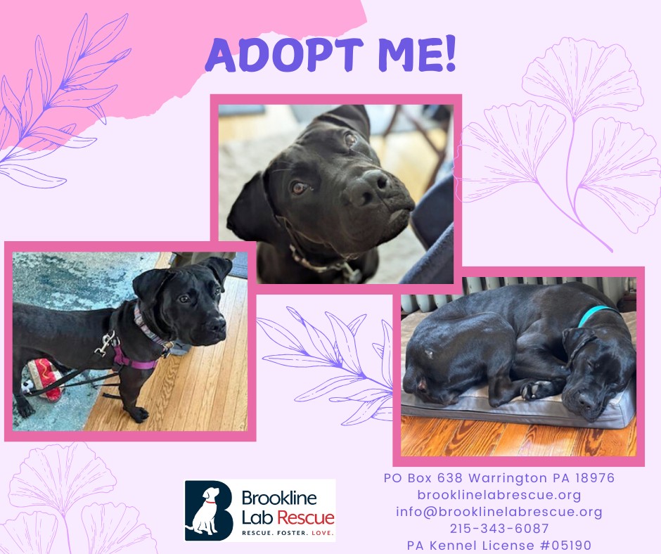 Brookline Labrador Retriever Rescue | Warrington PA