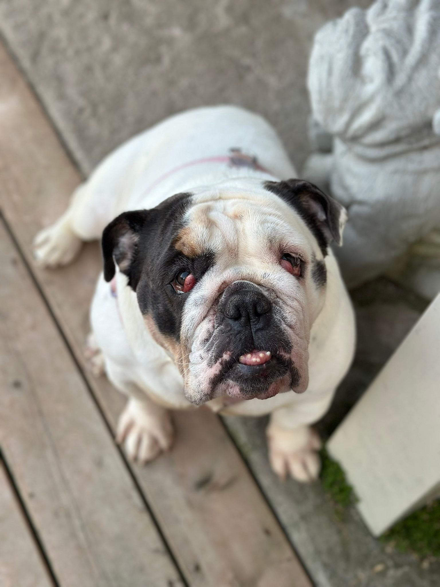 English Bulldog Rescue... - English Bulldog Rescue of Ontario