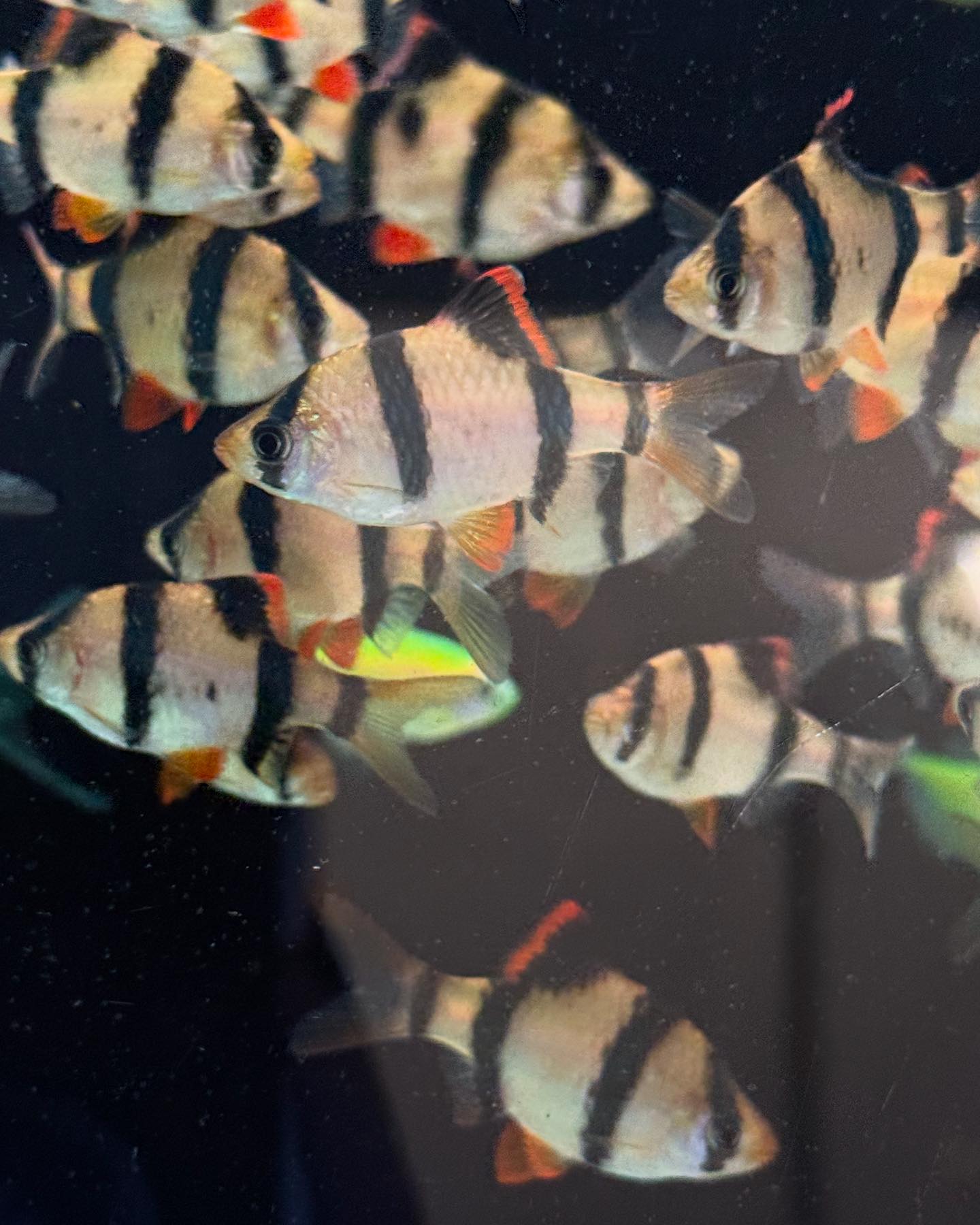 Southern Aquatics Local Fish Store | Roswell GA