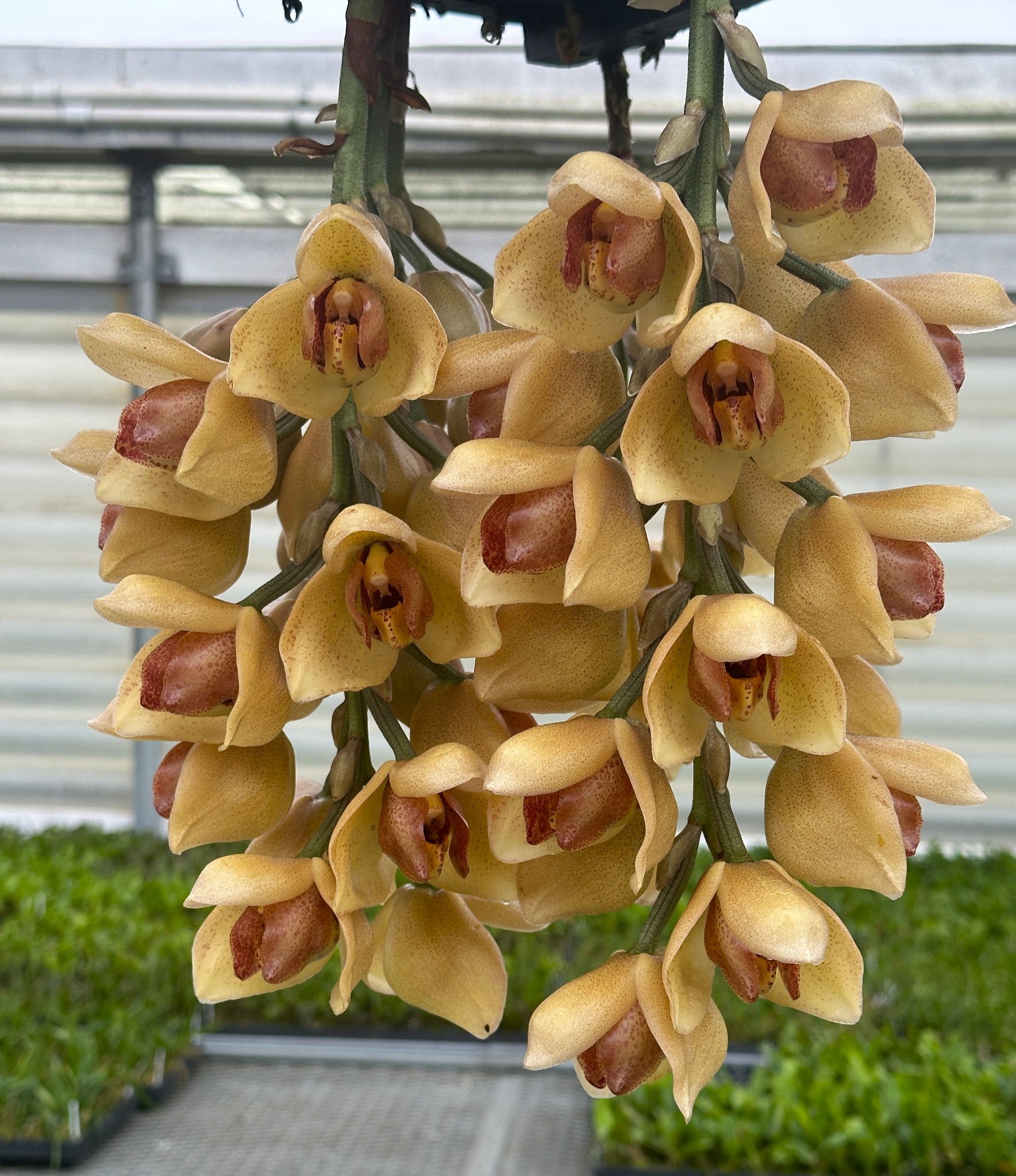 We made this cross today: (Acineta supreba 'Many Spikes' x