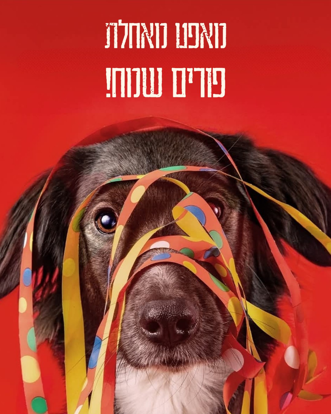 מאפט