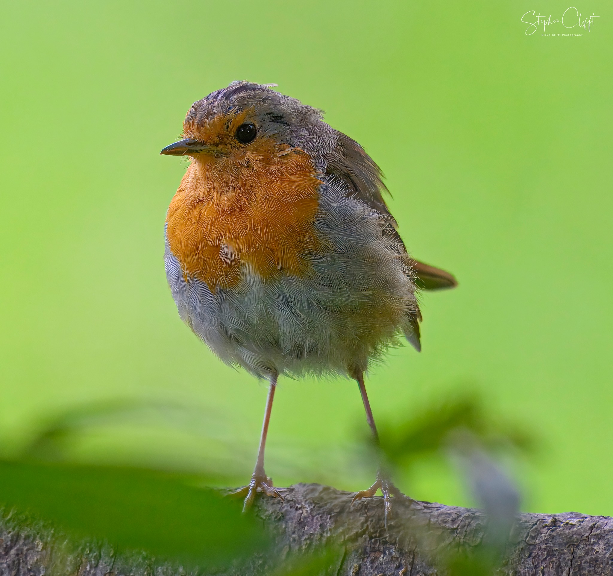 Steve - Happy Friday Folks. #robin Robin - The UK's Favourite Bird For ...